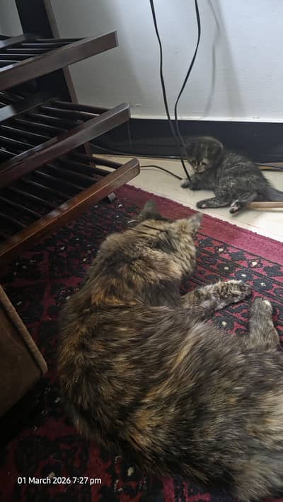 beautiful Persian  kittens