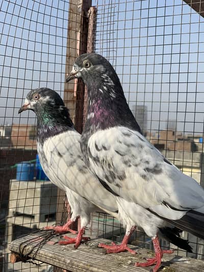 Breeder pair For Sales