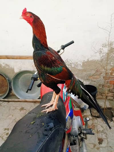 Aseel patha for sale