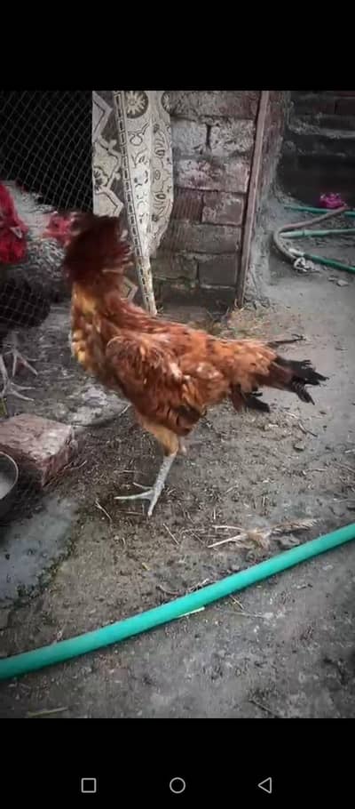 burmi murgi bohat hi outclass standing