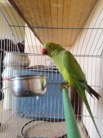 Green Parrot For Sale (Urgent Sale)