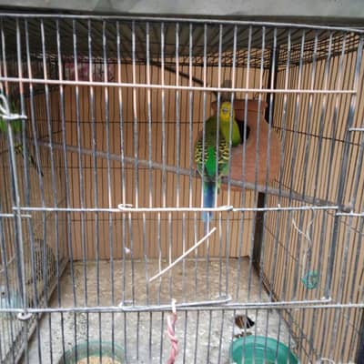parrot for sale with     ten  chick