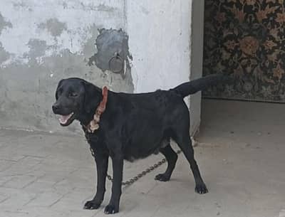 breeder female black lab  contact no 03143068939