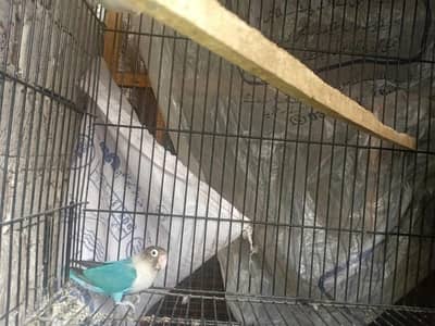 PARROT PAIR WITH DNA REPORT