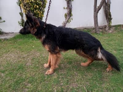 German Shepherd Puppy