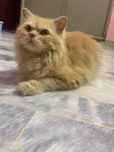 Persian triple coated male for sale cat ginger colour
