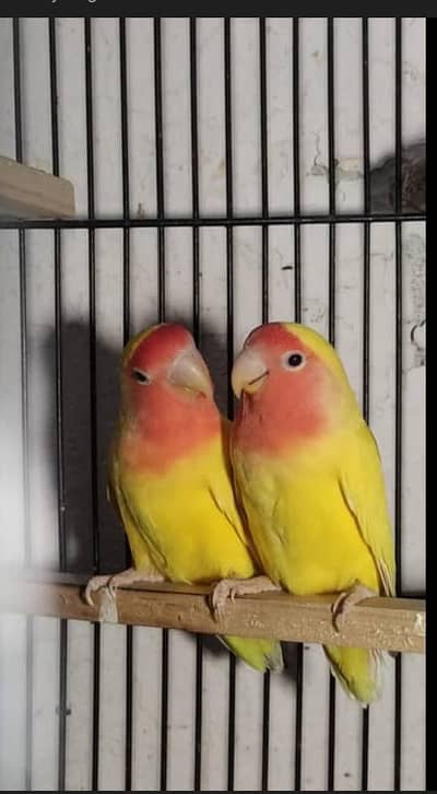 Common lutino with eggs and DNA paper