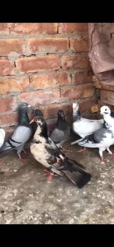 تین عدد بریڈر جوڑے  چار عدد بچے