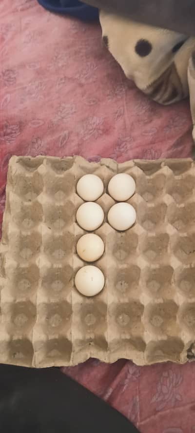 aseel hiraa pair eggs jiss kissi ko cahiya rabta kary