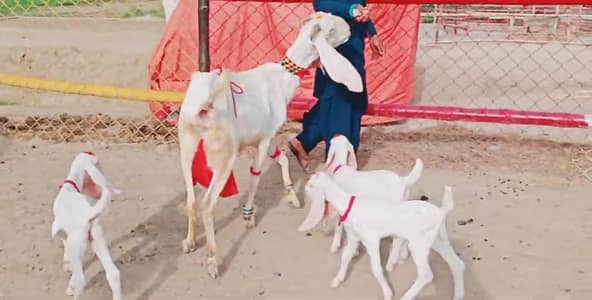3 Bacchon Ka Sath Rajanpuri Bakri For Sale/ +03291198926