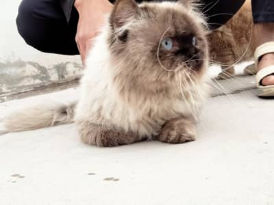 Himaliyan breed with triple coat blue eyes