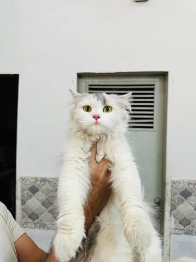 bicolour persian female
