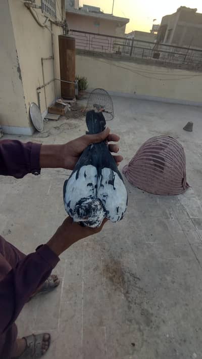 Kal potiya nar or kala Desi gandedar