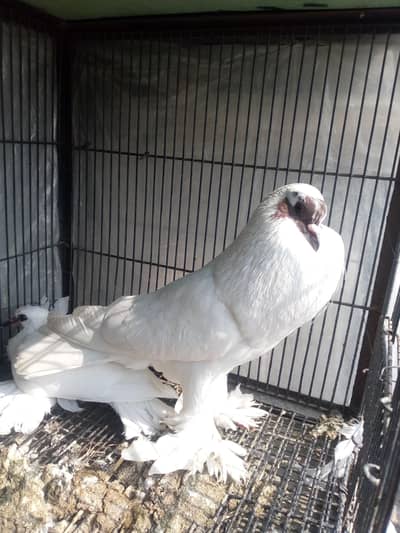 White pamorien breeder male pouter for sale