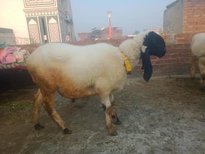 desi chatra for sale age 10 months