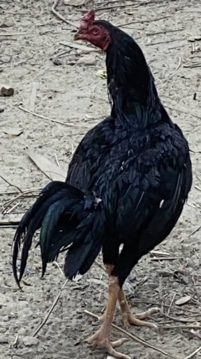 Good health whatsapp 0322.5128751