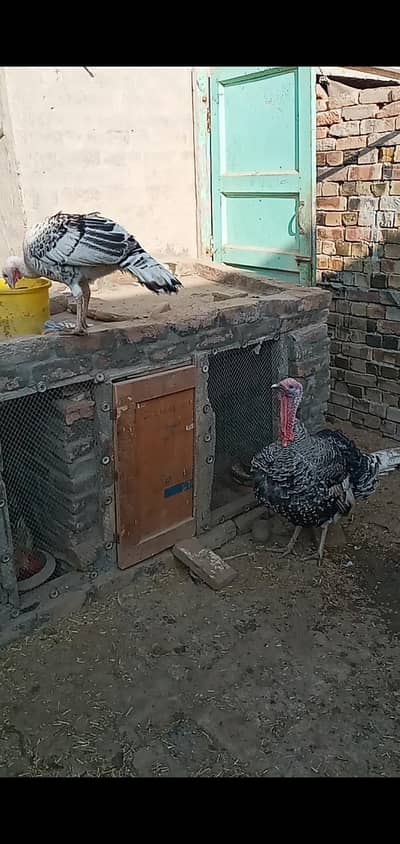 black and white turkey bird for sell