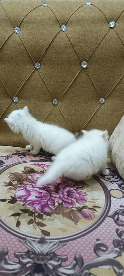 punch face beautiful kitten pair only one month