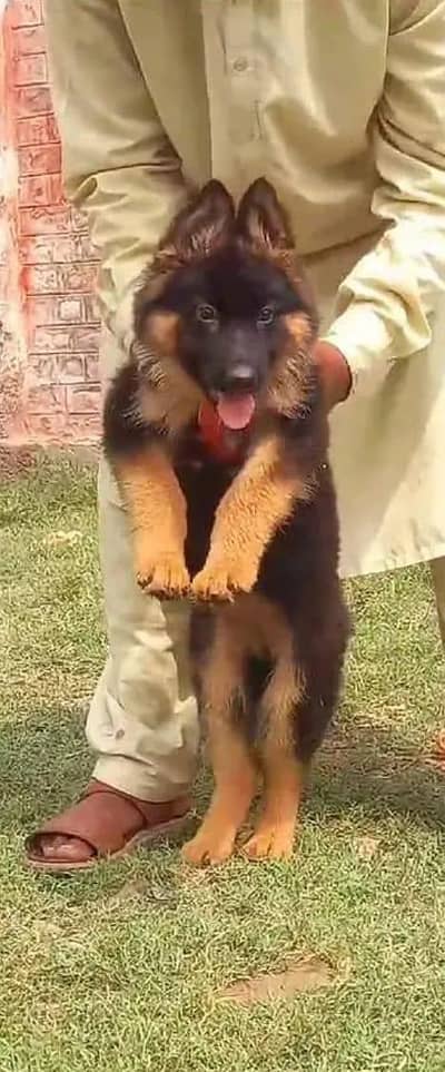 German Shepherd dog  for sale only WhatsApp number 03361574901