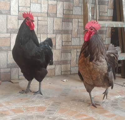 #Giant Lorp. #Australorp Heritage