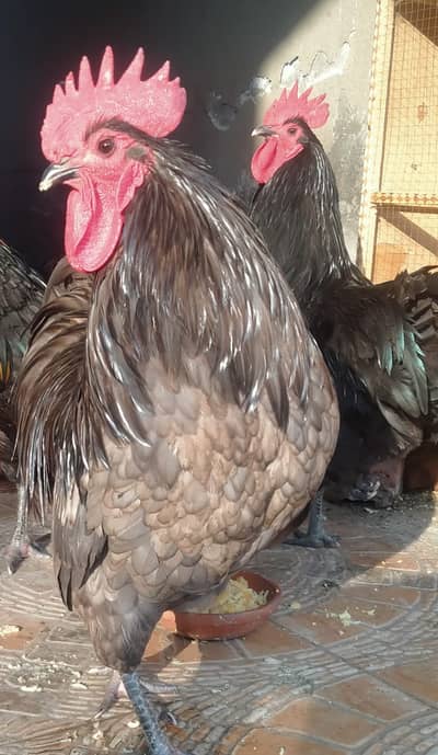 #Giant Lorp. #Australorp Heritage