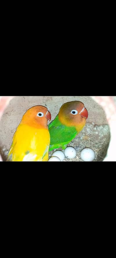 LOVE BIRDS HEALTHY AND ACTIVE PAIR'S FOR SALE