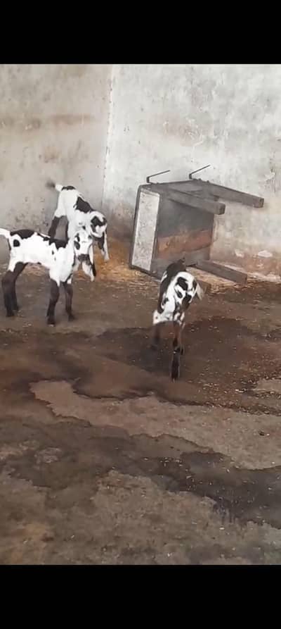 MASHALLAH  Nagri Dabi jori 8 days age healthy active