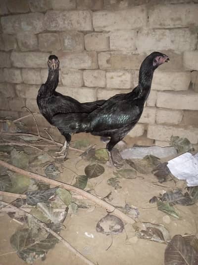 thai  female. mobil nb. 03094131279. call