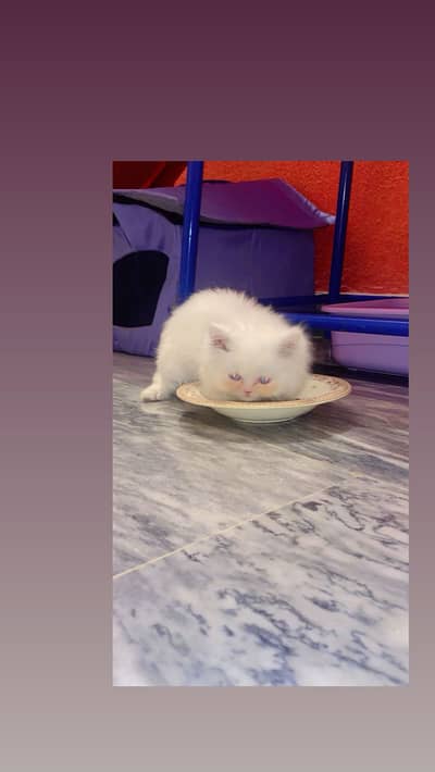 Persian cat blue eyes