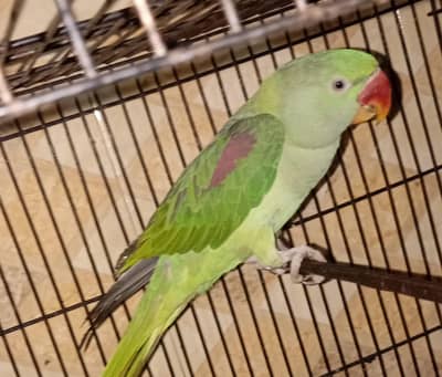 Kashmiri raw talking raw talking alexandrine talking raw parrot