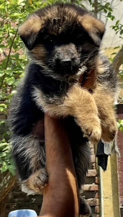 German shepherd Black and Tan puppy