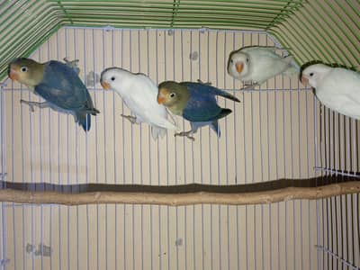 MashaAllah Quality love birds