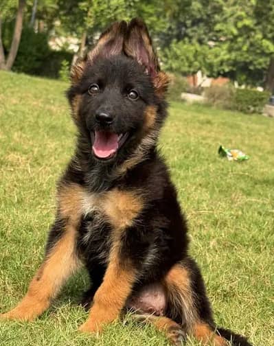 German Shepherd dog  for sale only WhatsApp number 03361574901