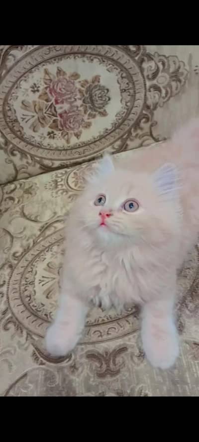 Fluffy fur ball kittens available hy