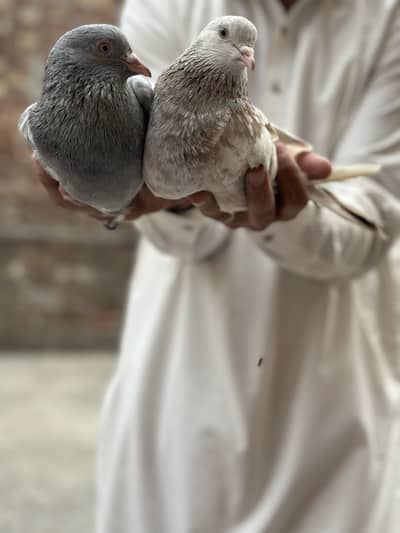 Kamgar sehliti kaboter