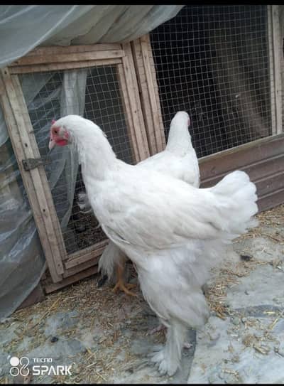 heavy white buff for sale