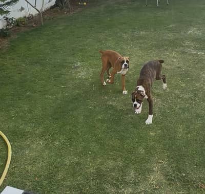 GERMAN PEDIGREE BOXER PAIR