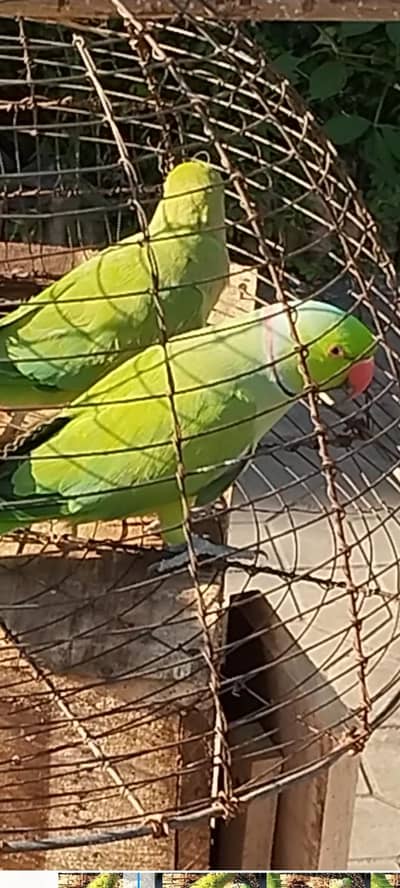 Ringneck breeder Pair