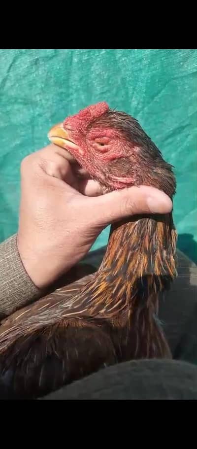 Old blood High quality High demanded Aseel hens for sale