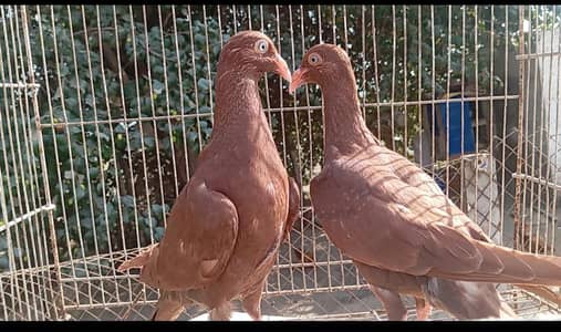 Swallow female breeder/Red danish chicks/white frill back pathy/black