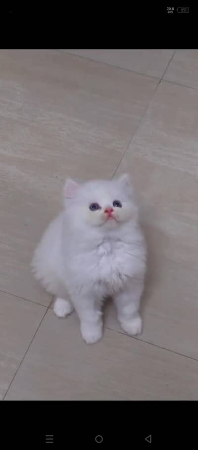Persian cat for sale 2 month age for sale
