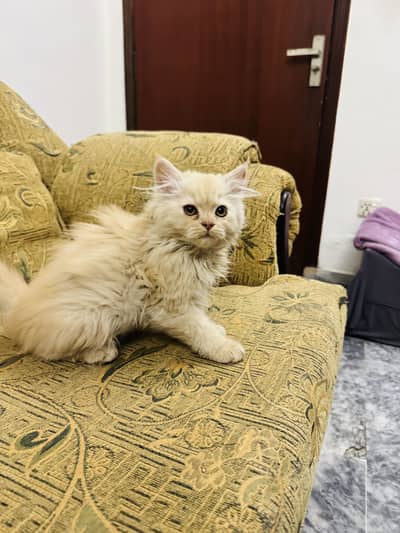 Triple coated male persian kittens