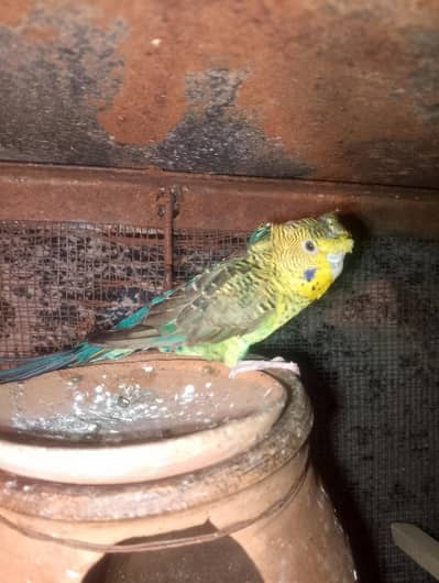 visual bw split bf backfill hogo female