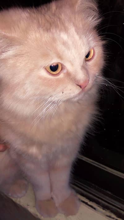 11 Months Old Vaccinated Cat for Sale