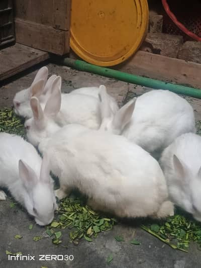 white rabbit  title  femfemale and male