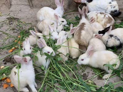 One month 2 month 3month age ky han aur full tiyare bi han