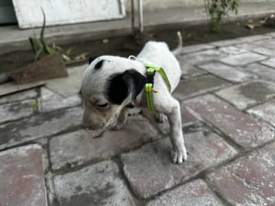 Gultair mix cross bread