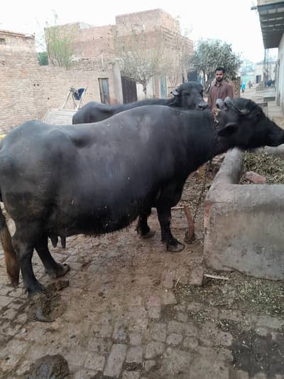 بھینس فار سیل