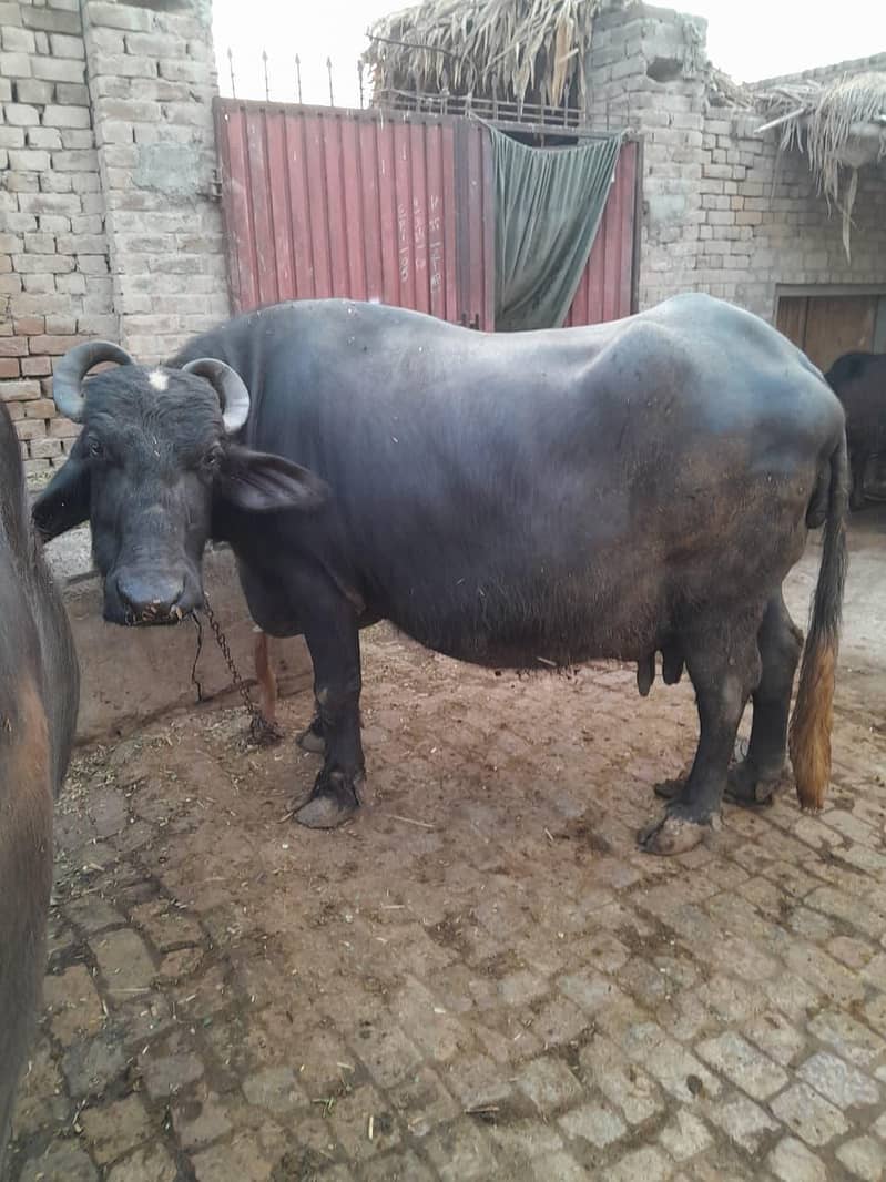 بھینس فار سیل 1