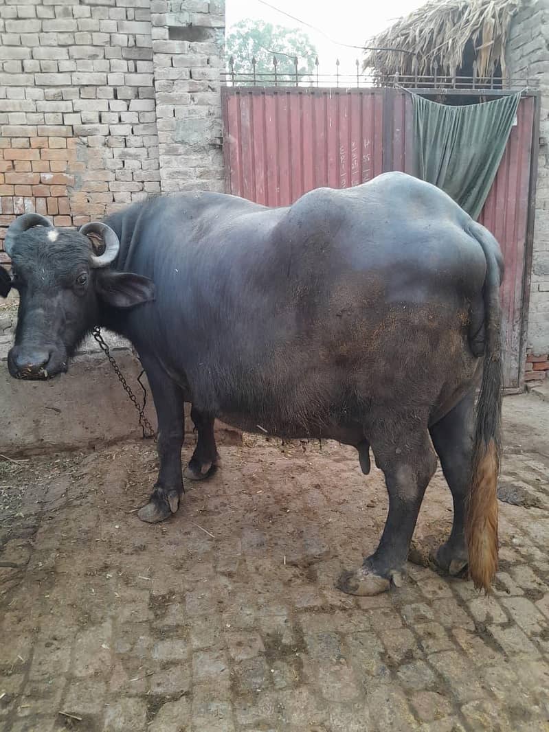 بھینس فار سیل 2